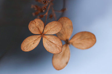 Dry and wilted flowers and leaves