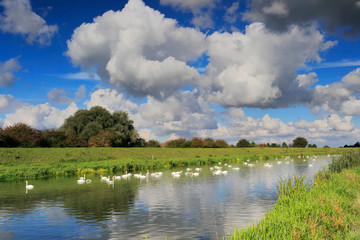 Obraz na płótnie Canvas Mute swans on the river Welland near Crowland town, Lincolnshire; England, UK