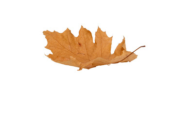 It is a natural yellow autumn falling oak leaf isolated on a white background. Suitable for collage, banner creation and any design.