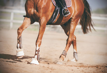 The legs of a graceful unshod horse, with a rider in the saddle, trotting across the sandy arena,...