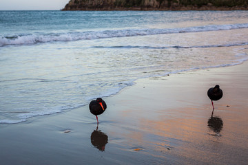 Variable oystercatcher
