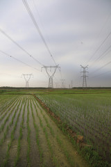 rice fields and electric towers in China