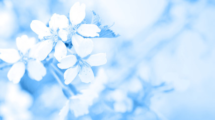 Classic blue, toned image. Flowers of cherry blossom in soft light, sacura with bokeh and filters, floral background. Long width banner