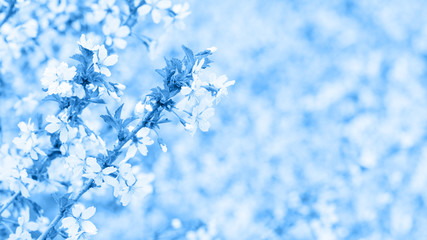 Classic blue, toned image. Branch with blossoms Sakura. Abundant flowering bushes with buds cherry blossoms in the spring. Prunus incisa. Long width banner