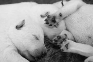 Puppies white swiss shepherd