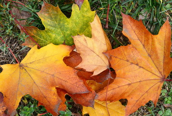 Fallen Autumn Leaves on the grass