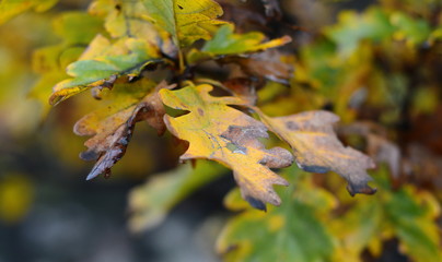 Oak branch with orange leaves in the forest in autumn. Nature background. 