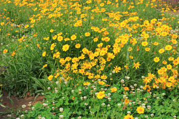 Obraz premium Lavender and chrysanthemum in the garden