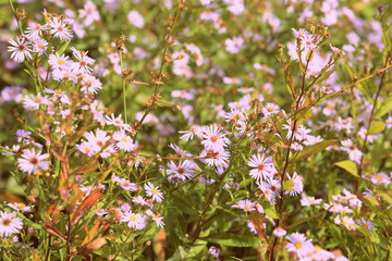 Lovely little daisies in the garden on a summer day, retro style toned