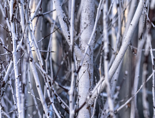 White birch tree branches background. Close up of natural wood texture in the nature.