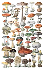 Fotobehang Mushroom and toadstool collection - vintage illustration from Petit Larousse Illustré 1914 © Hein Nouwens