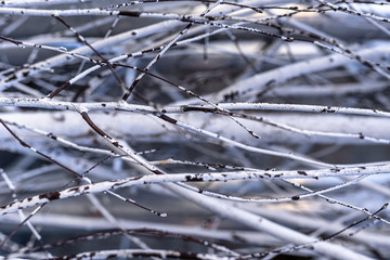 White birch tree branches background. Close up of natural wood texture in the nature.