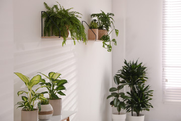 Beautiful potted plants near white wall at home