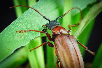 This is a titan beetle or beetle titanium or Longhorned Beetles, The beetle that destroys the cane root of the farmer in thailand, But it can be eaten as food