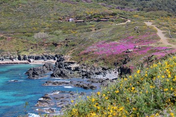 Corsica sea with purple flower
