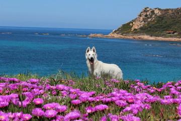 dog on the purple flower