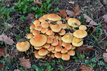 autumn mushrooms in the forest.