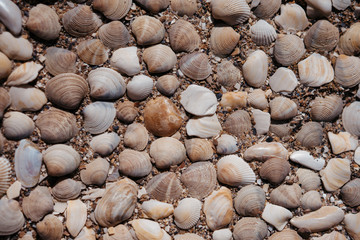 seashell background, photography. selective focus, film and grain photo