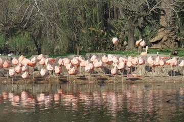 group of flamingos