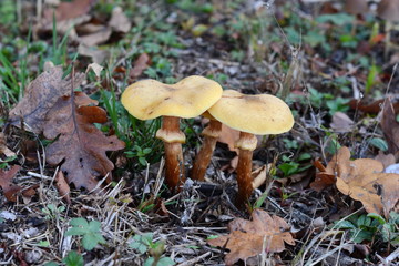 autumn mushrooms in the forest.
