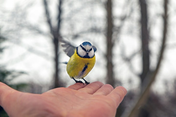 bird tit sits on the palm of a person. Blurred background, partial focus