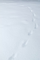 animal tracks in fresh snow