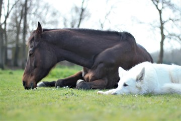 Friendship between a horse and a dog