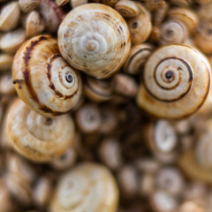 escargot entassé