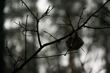 Fototapeta na wymiar The last leaf on a tree branch