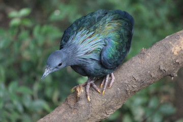 bird 