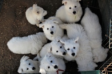 puppies white swiss shepherd