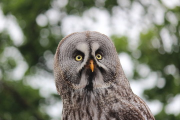 portrait of an owl