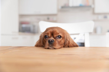 Dog behind the kitchen table