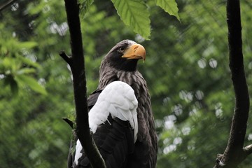 Eagle looking his victim