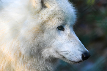 Loup arctique