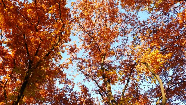 colorful maple leaves in south korea 
asian country seasonal maple during Autumn