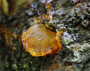 Orange resin drops from a apricot tree