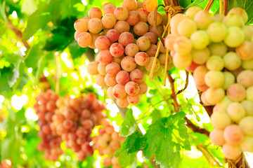 Ripe grapes in fall