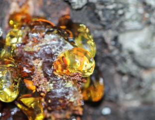 Close up bright yellow resin dripping from a apricot tree