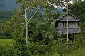 House in a rice plantation in Laos