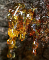 Cascade amber resin drops on a apricot tree trunk