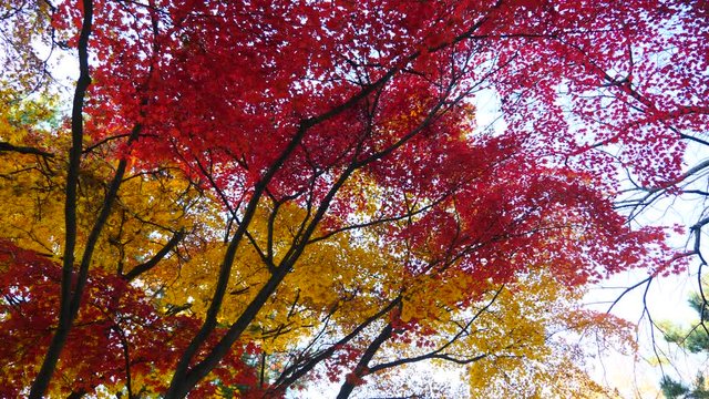 colorful maple leaves in south korea 
asian country seasonal maple during Autumn