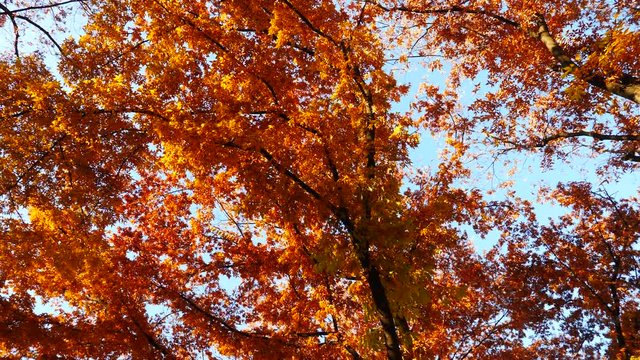 colorful maple leaves in south korea 
asian country seasonal maple during Autumn