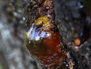 Globular resin on  rough apricot tree bark