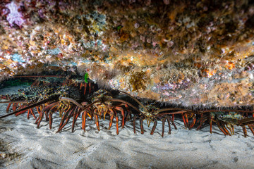 Lobsters colony sitting on send hiding in a cave under the rock
