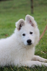 white swiss puppy dog