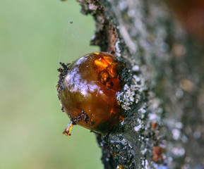 Globular resin on apricot tree bark