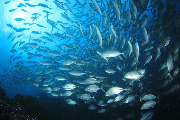 Fototapeta na wymiar School of Bigeye Trevally fish 