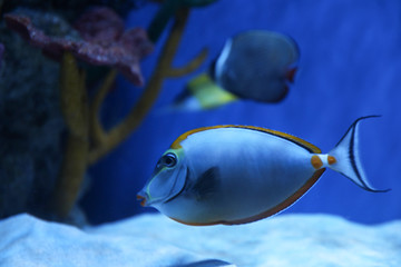 Fototapeta na wymiar Beautiful achilles tang fish in clear aquarium