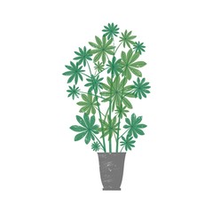 Schefflera arboricola potted plant flat vector illustration. Dwarf umbrella tree in trendy ceramic pot isolated on white background. Stylish domestic decorative greenery, indoor flower.